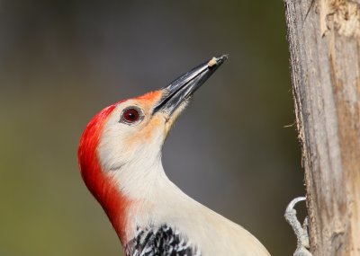 Red-bellied Woodpecker