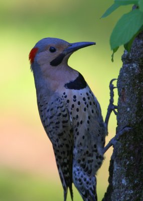 Northern Flicker (in the shade)