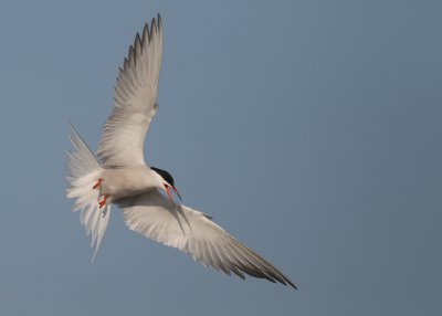 Common Tern in full wingspread mode