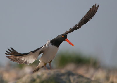 American Oystercatcher while landing after being chased around