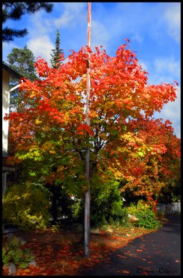 Burning tree