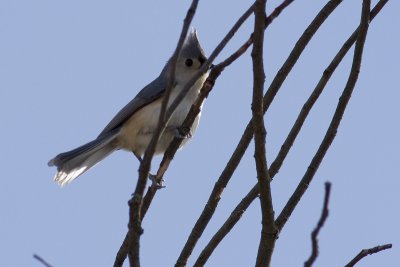 Titmouse1.jpg