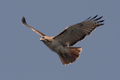 Hawk.jpg