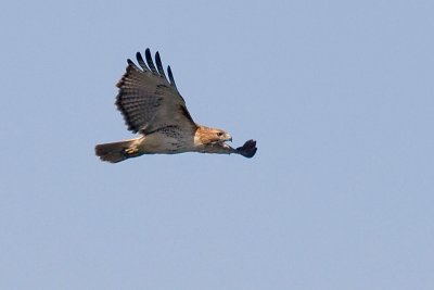 Hawk_1.jpg