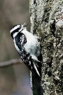 Woodpecker.jpg