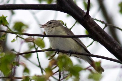 Bird.jpg