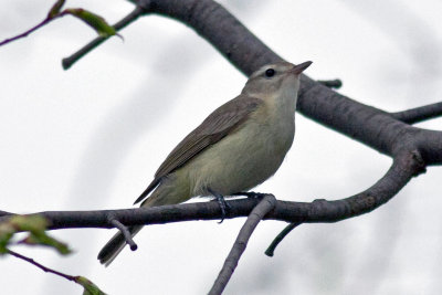 Bird_1.jpg