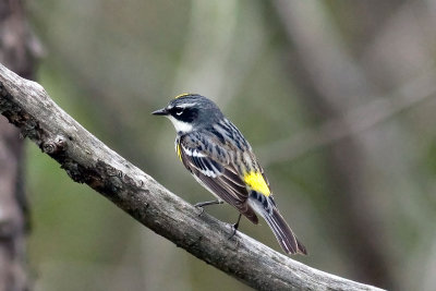 Bird_2.jpg