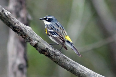 Bird_3.jpg