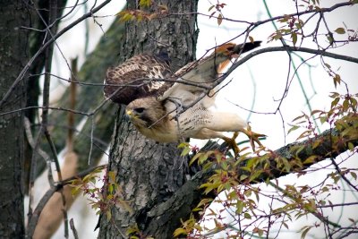 Red Tail.jpg
