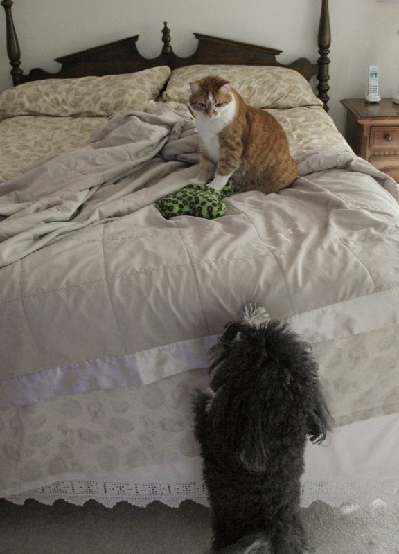IMG_6146 Wants his toy