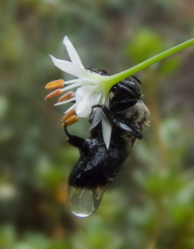 P1010320 Very Wet Bee