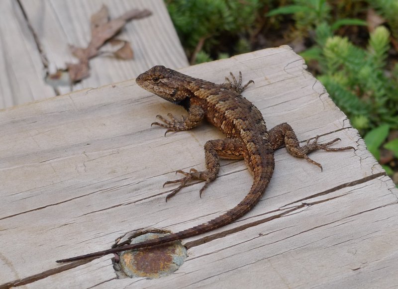P1040791 Eastern Fence Lizard