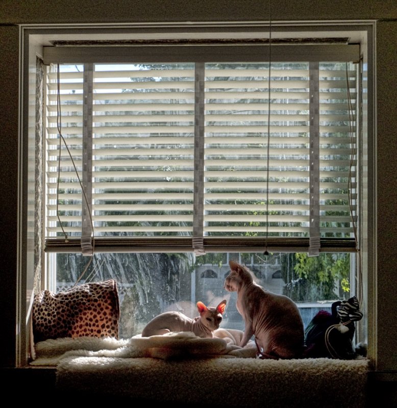 P1040952 Sphynx Window Scene