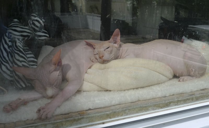 P1050111 Snoozing Sphynxes in the Front Window