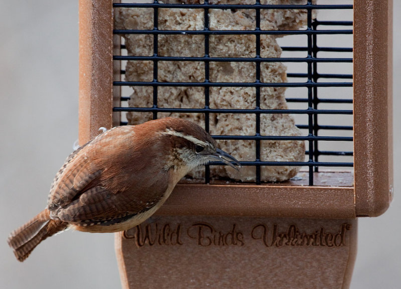 _MG_0066 Carolina Wren