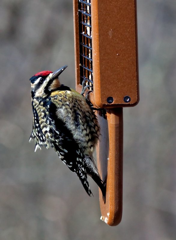 _MG_0100 Female Yellow Bellied Sapsucker