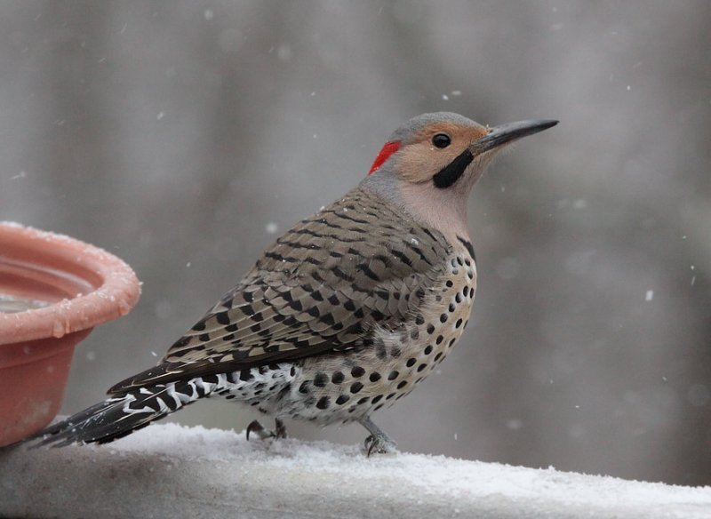_MG_0118 Northern Flicker