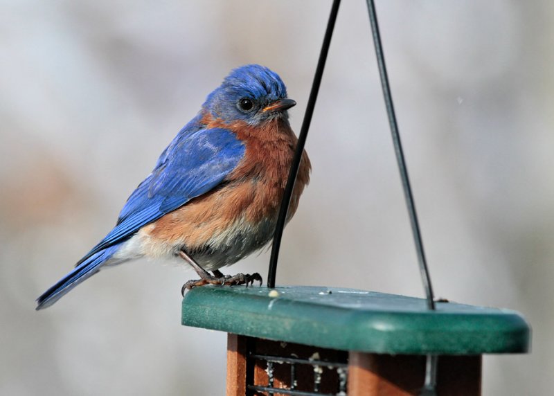 _MG_0208 Sad Looking Bluebird