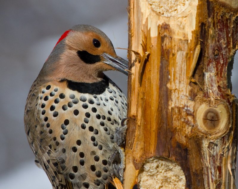 _MG_0215 Northern Flicker
