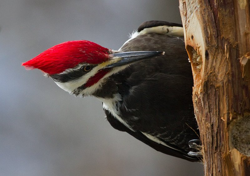 _MG_0440 Male Pileated Woodpecker