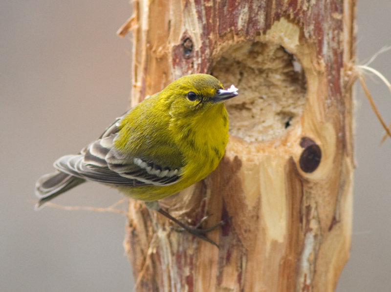 _MG_0850 Pine Warbler