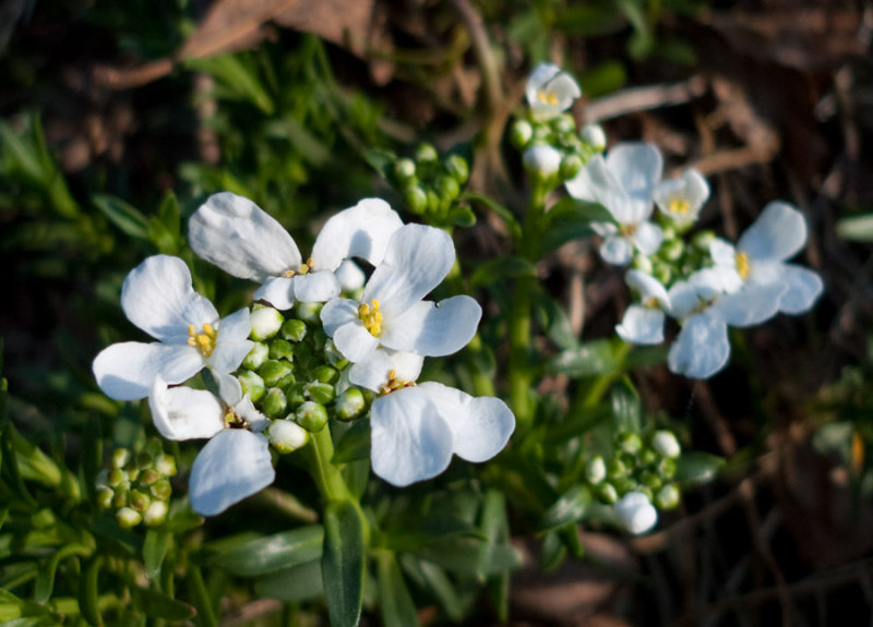 P1070268 Candytuft 