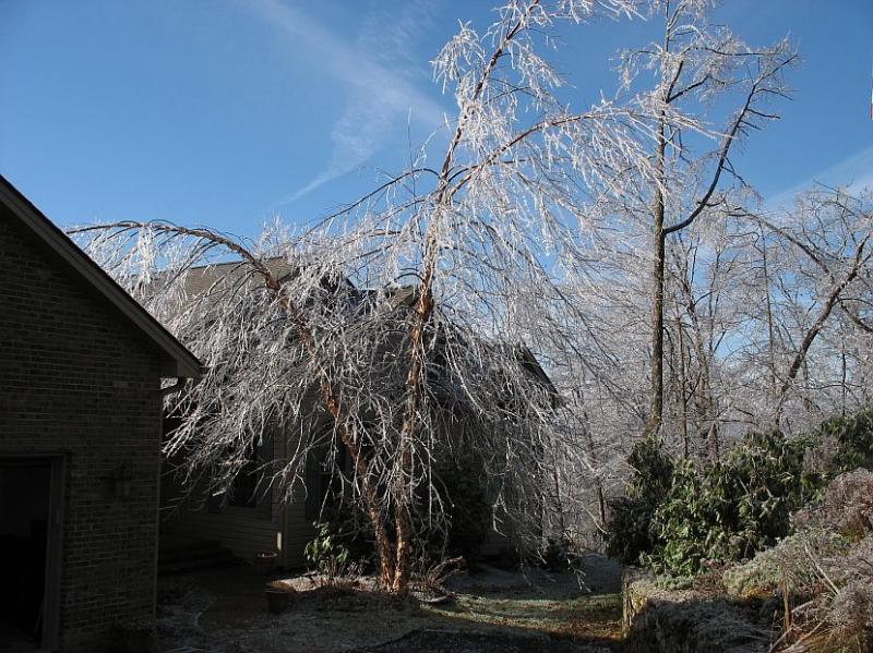 Ice Glazed Tree