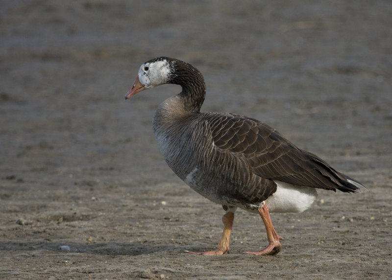 _MG_3459 Unidentified Goose