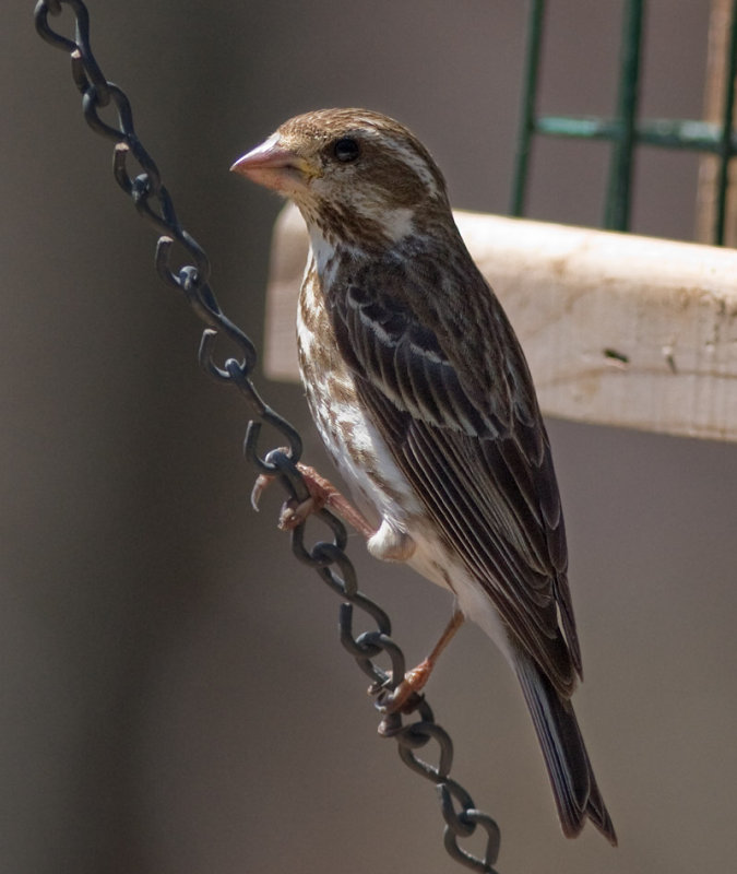 _MG_1074 Female Purple Finch