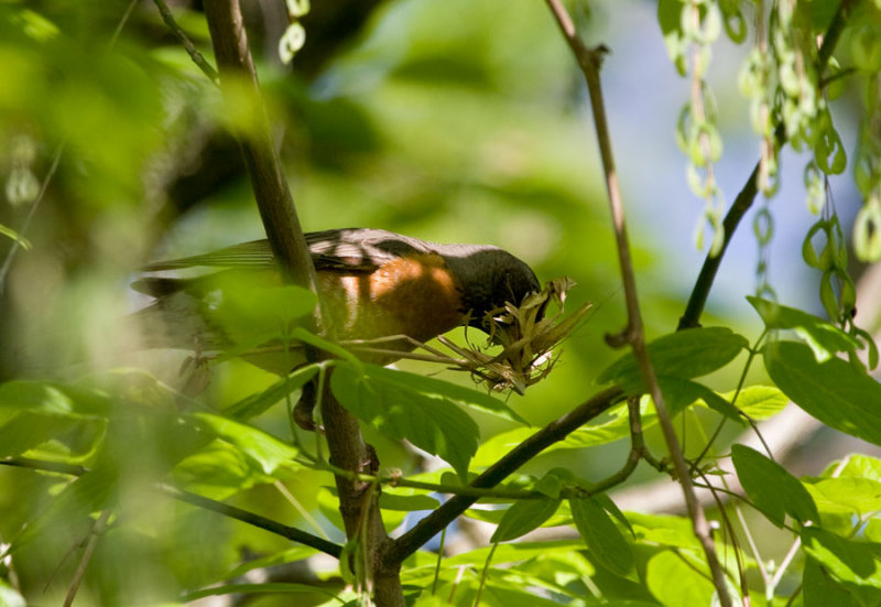 _MG_3905 Towhee building nest