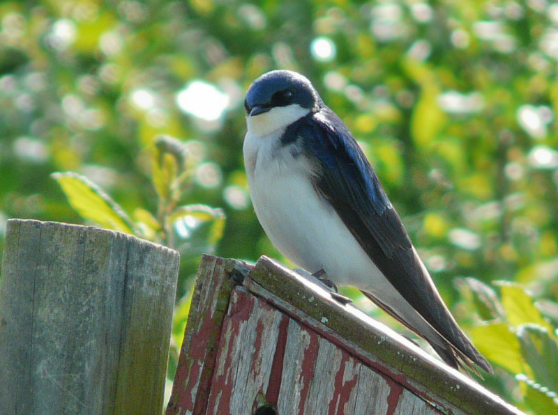 P1000779 swallow