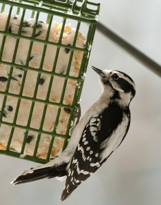 _MG_7114 Downy Woodpecker