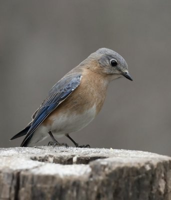 _MG_7345 Gray Day Female Bluebird