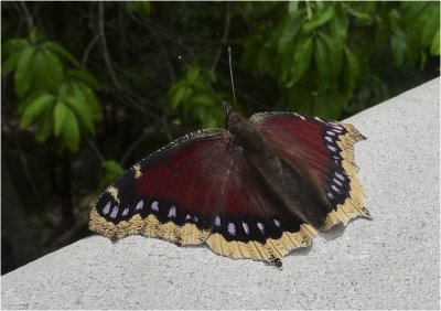 Tired Mourning Cloak Butterfly