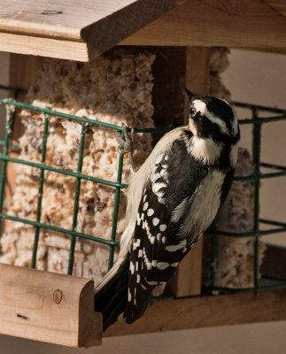 _MG_0923 Downy Woodpecker