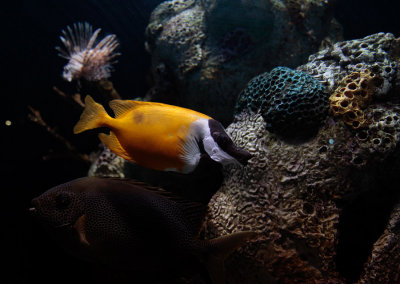 _MG_0745 Camden Aquarium