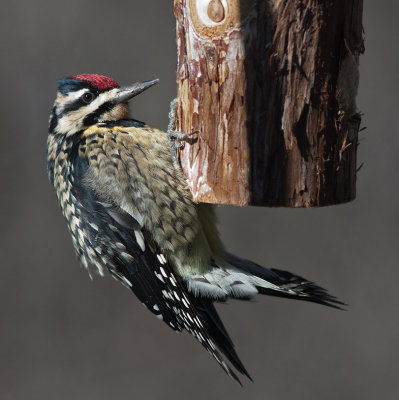 Female Yellow Bellied Sapsucker - My first!