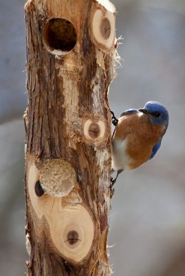 _MG_0046 Male Bluebird