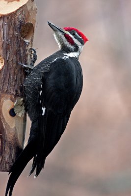 _MG_1147 Male Pileated Woodpecker