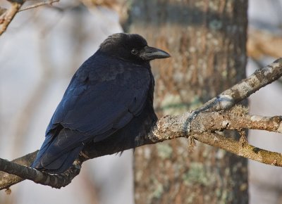 _MG_0024 Cold Crow