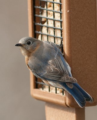 IMG_0452 Female Bluebird
