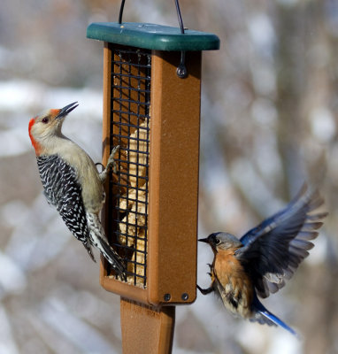 _MG_0192 Red Bellied  Woodpecker and Landing Bluebird