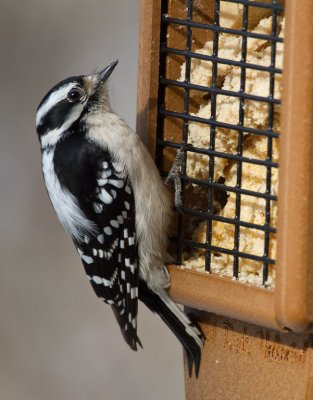 _MG_0213 Female Downy Woodpecker