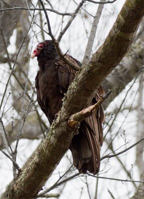 _MG_1204 Turkey Vulture