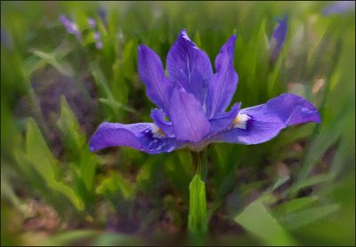 P1070444 Siberian Iris