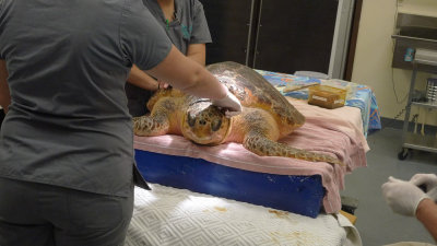 P1070837 Injured Loggerhead Sea Turtle
