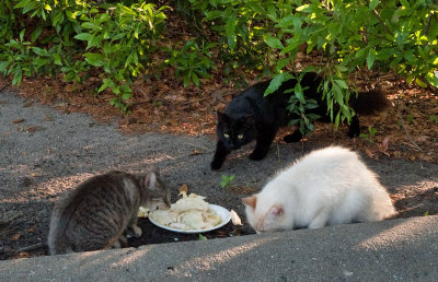 Feral Cats at Best Western Motel