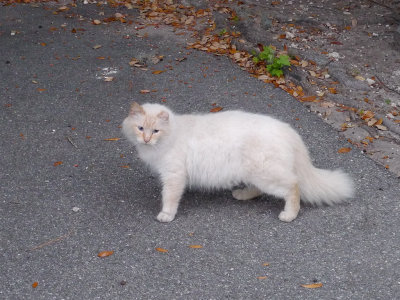 P1070477 Light Feral Cat