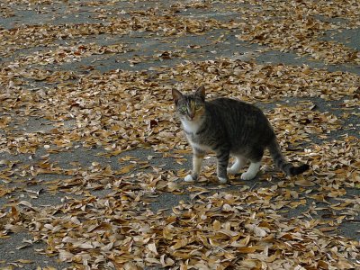 Feral Cats at Best Western Motel